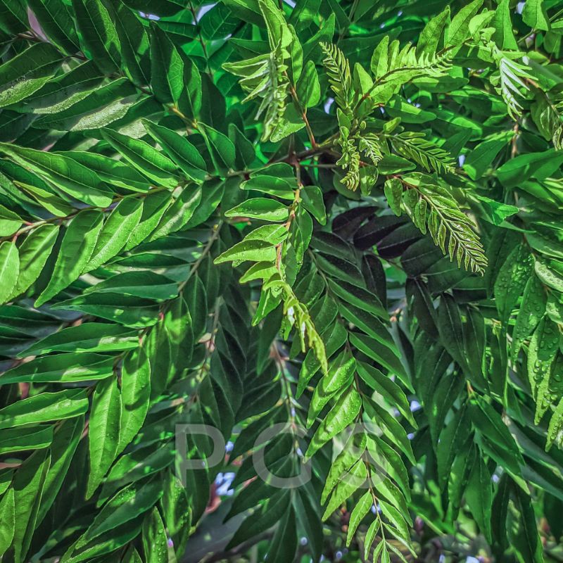 

Daun Kari / Temurui / Salam Koja / Korobelek / Korokeling / Curry Leaves (Daun Segar)