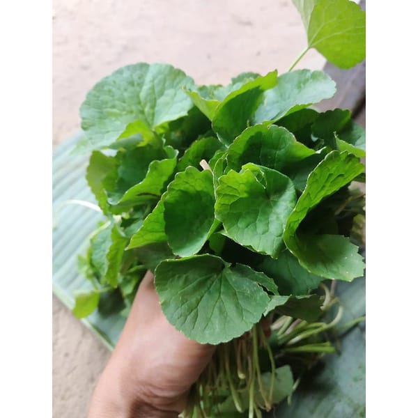 

Daun pegagan segar organik 500gram