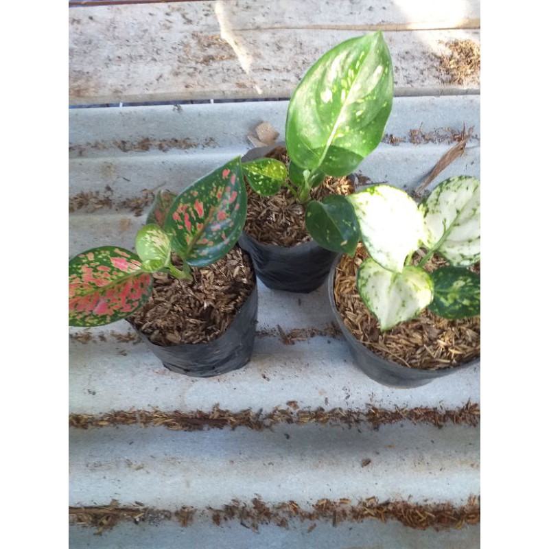 3 paket agloanema super white,dut white,dut anjamani