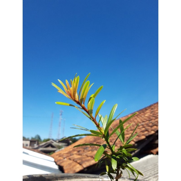 ori red kapsul import budhispine / lohansung pupus merah impor daun kapsul / lohansung pucuk merah