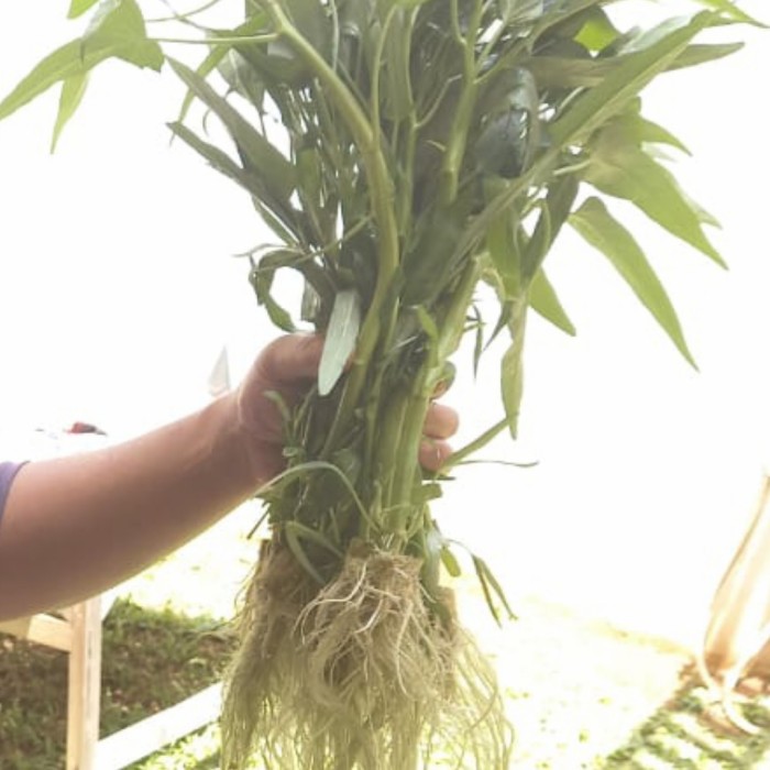 

Kangkung Hidroponik 500gr | Organiku | BEBAS PESTISIDA
