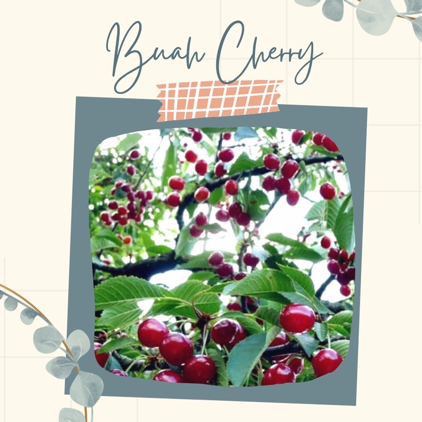 Bibit Tanaman Pohon Cherry Pohon Buah Cherry Bibit Pohon Buah Ceri