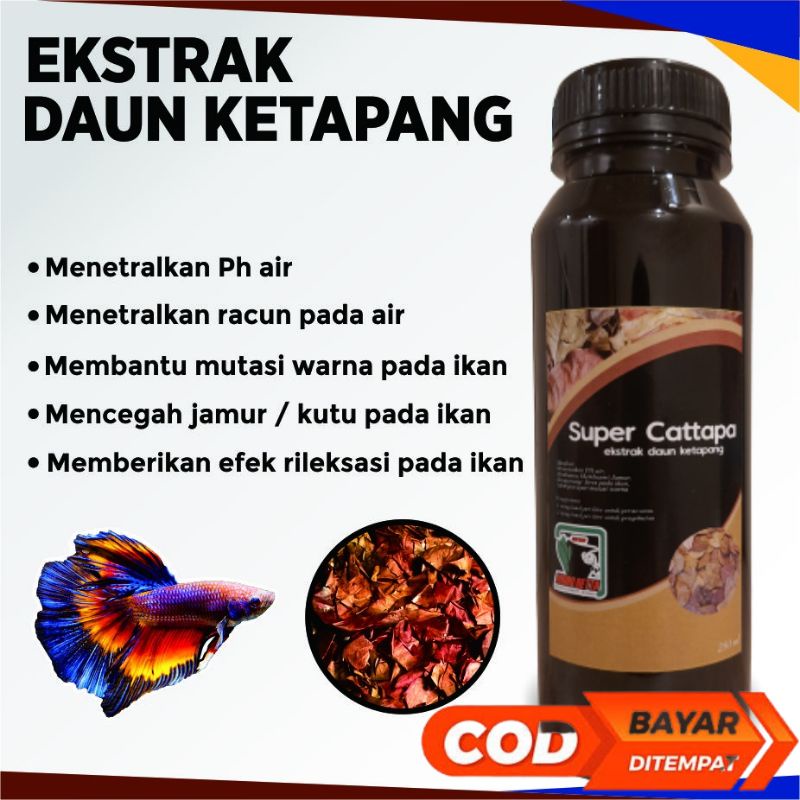 Ekstrak Daun Ketapang SUPER CATTAPA