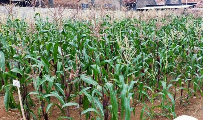 Benih-Bibit Jagung Pulut Ungu Jantan F1 (Cap Panah Merah)