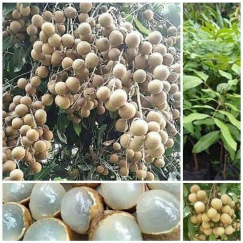 

paket bibit buah
