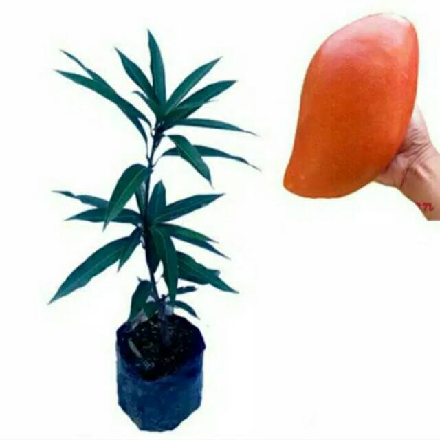 BIBIT BUAH MANGGA YUWEN MANGGA ORANGE JUMBO