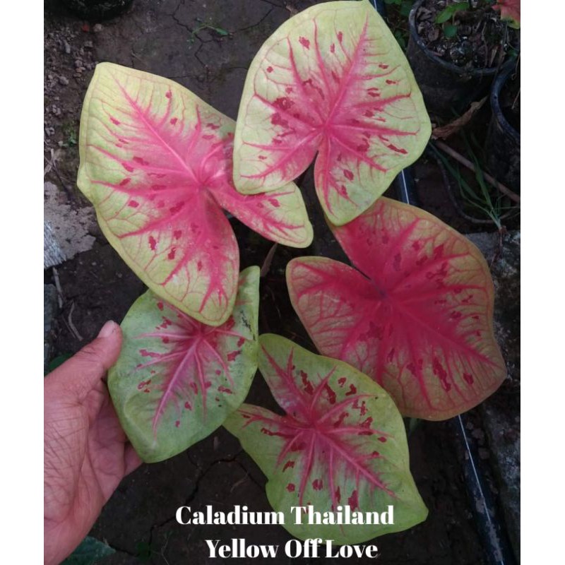 UMBI/BONGGOL Seedling/Umbi Caladium Yellow Off Love - Caladium Thailand