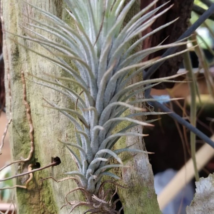 Tillandsia funckiana