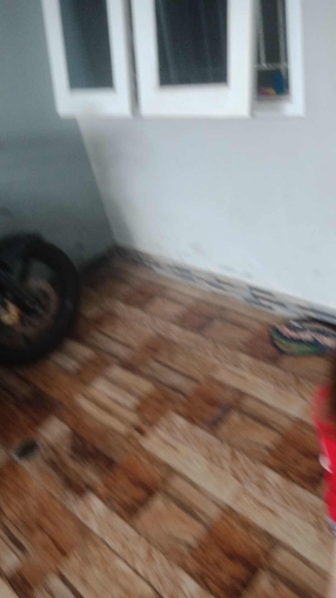 Paku Payung Kecil ( 1 Pack )
