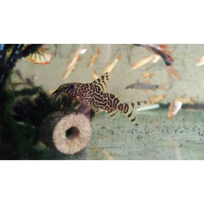 ikan sapu sapu synodentis