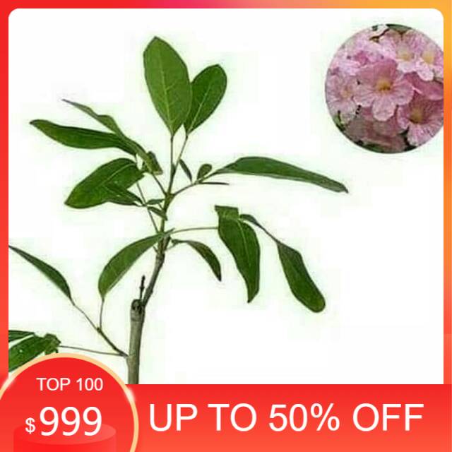 tabebuya bunga pink - tabebuya - bibit pohon tabebuya - bunga pink
