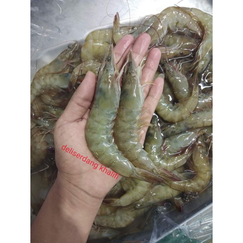 

UDANG VANAME 1KG
