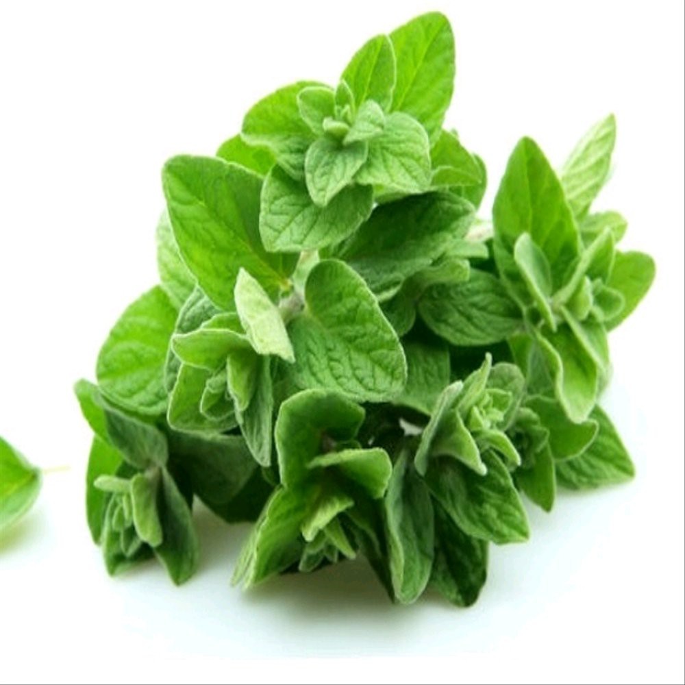 50 Benih Oregano Greek