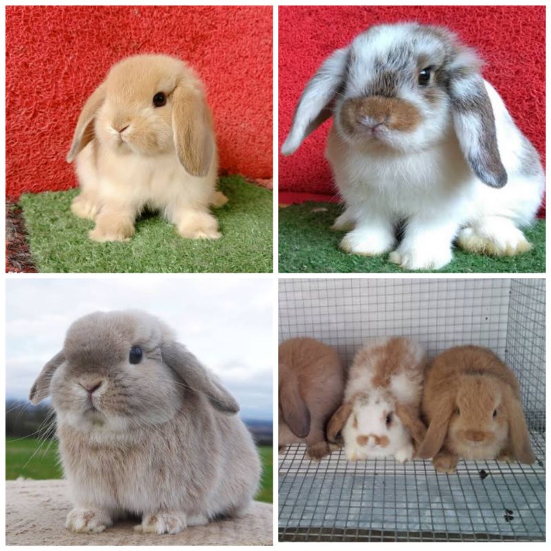 Anak Kelinci HollandLop Hidup