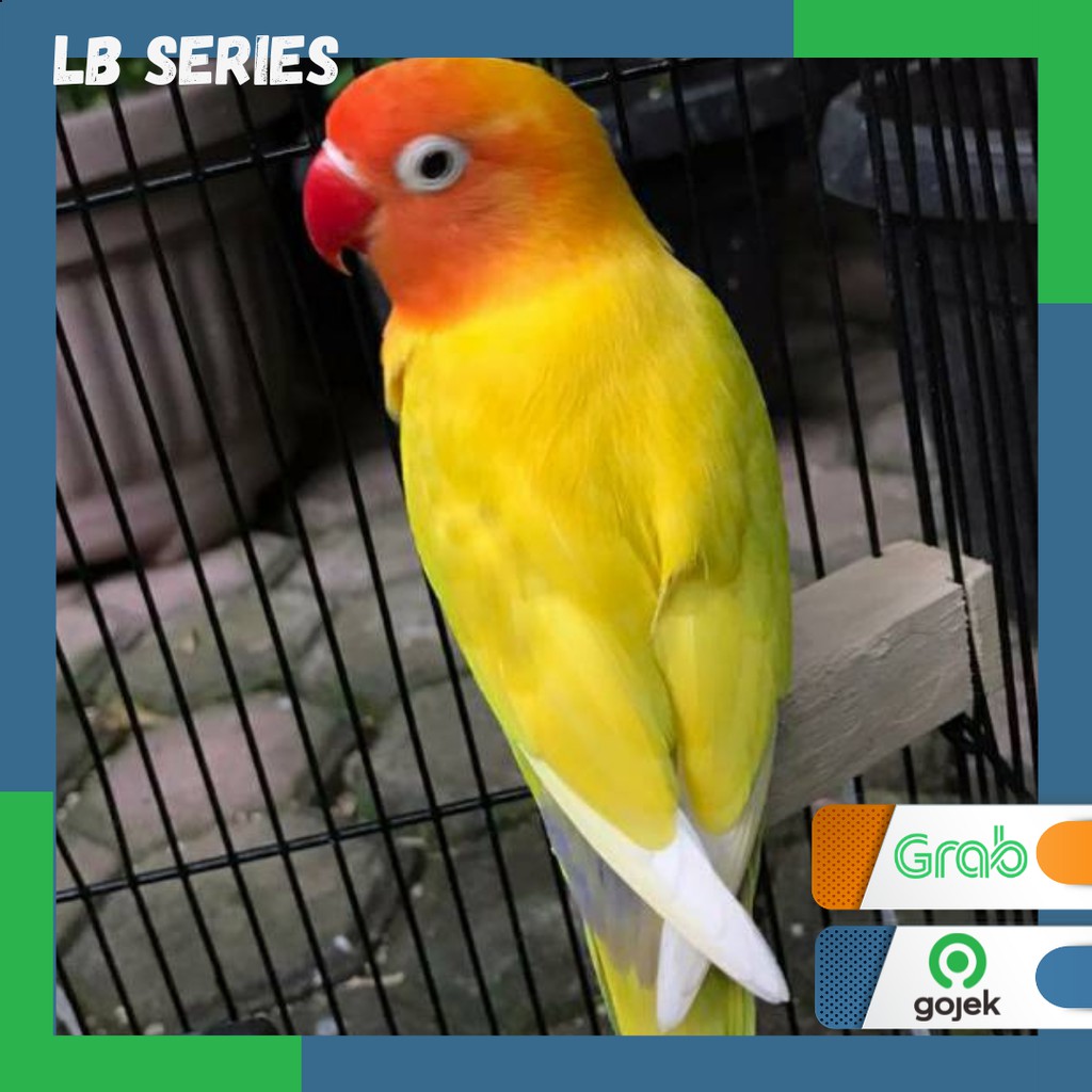 Lovebird Paskun (Pastel Kuning) burung Lb Series