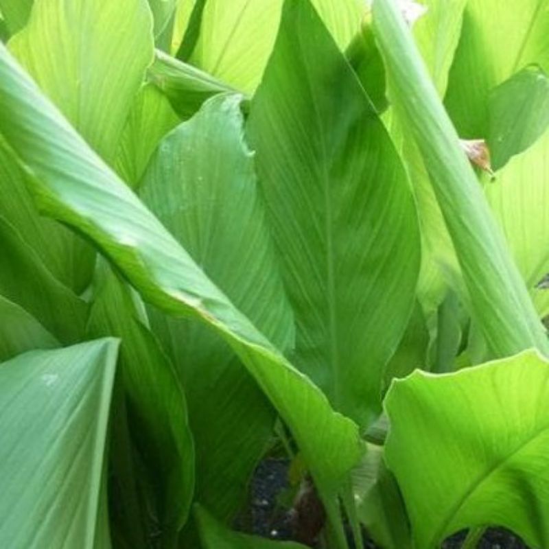 

daun kunyit pres isi 10 lembar daun