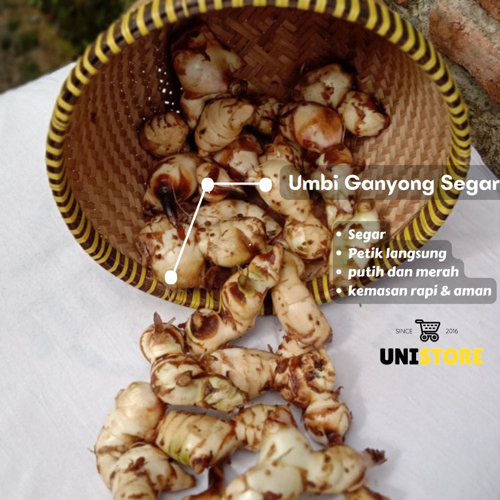 

Umbi Ganyong 1KG Ganyo Segar Basah Hipertensi Dll Obat Herbal