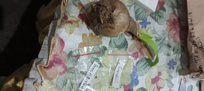 1 Umbi Lily Asiatic Blue Desert Impor, Stok Terbatas