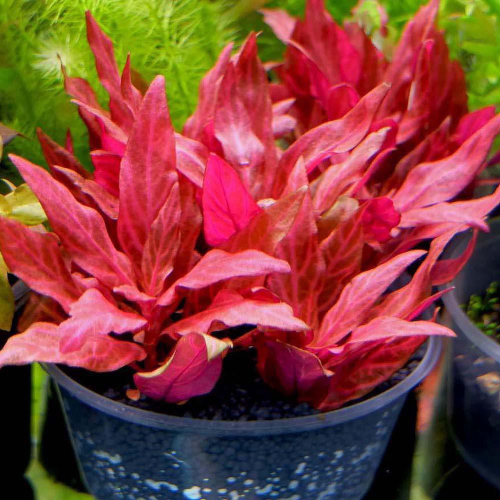 Altenantera Reniki Rosanervig  (Tanaman Aquascape Tumbuhan Air Hiasan Aquarium Hidup)