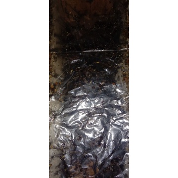 lebah klanceng trigona kelulut terminata