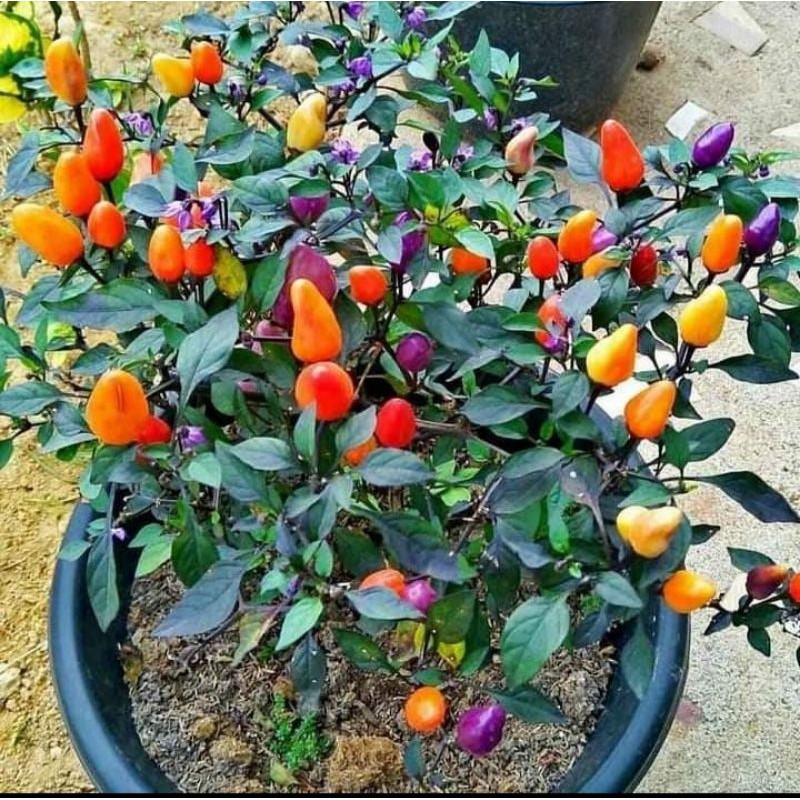 

cabe warna , cabe konsumsi.!!!
