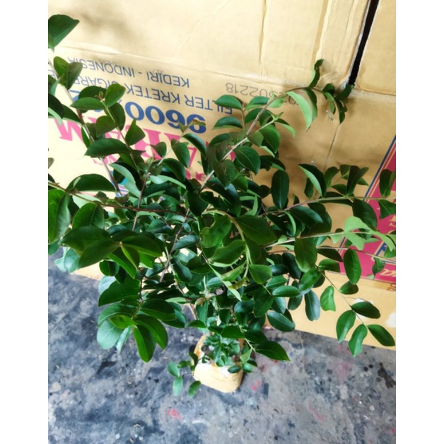 BIBIT TANAMAN SAKURA JEPANG ASLI