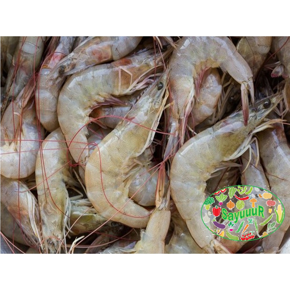 

udang ukuran sedang