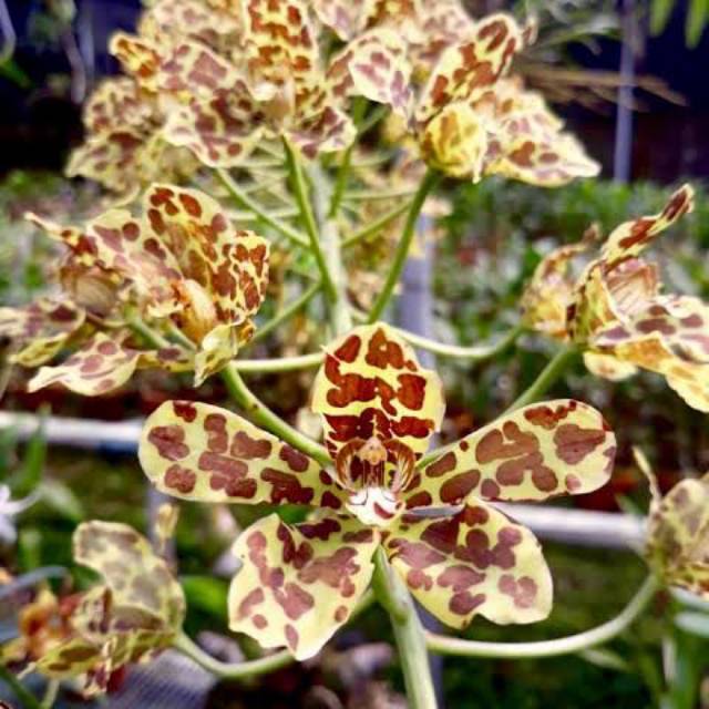 anggrek grammatophyllum scriptum papua dewasa