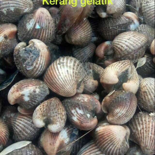 

Ikan udang dan kerang segar