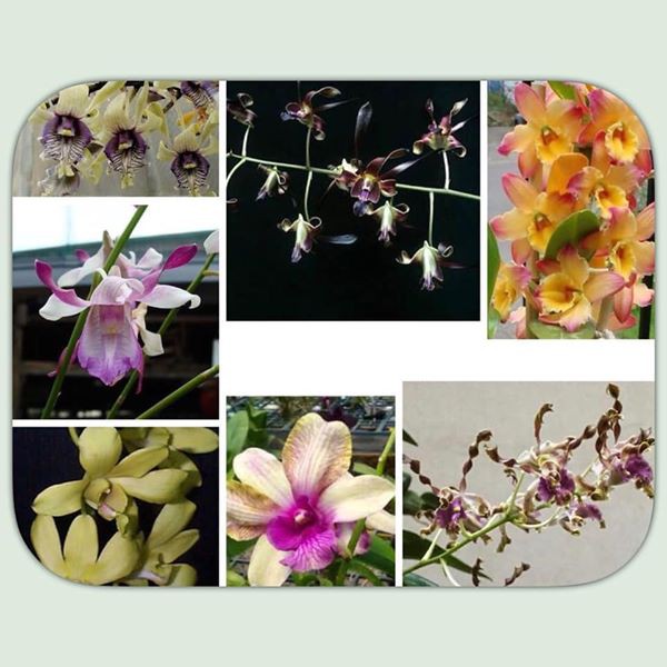 Anggrek Dendrobium Dewasa Berbunga Mix