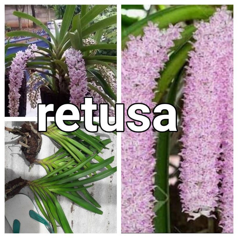 Bunga Anggrek R. Retusa/ekor tupai