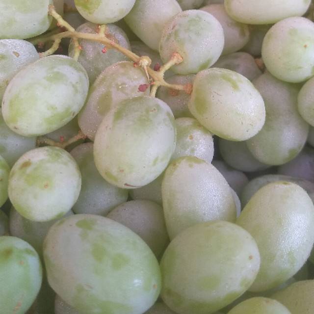 Buah Anggur hijau australia segar manis dan no biji 1kg Buah Anggur hijau australia segar manis dan no biji 1kg