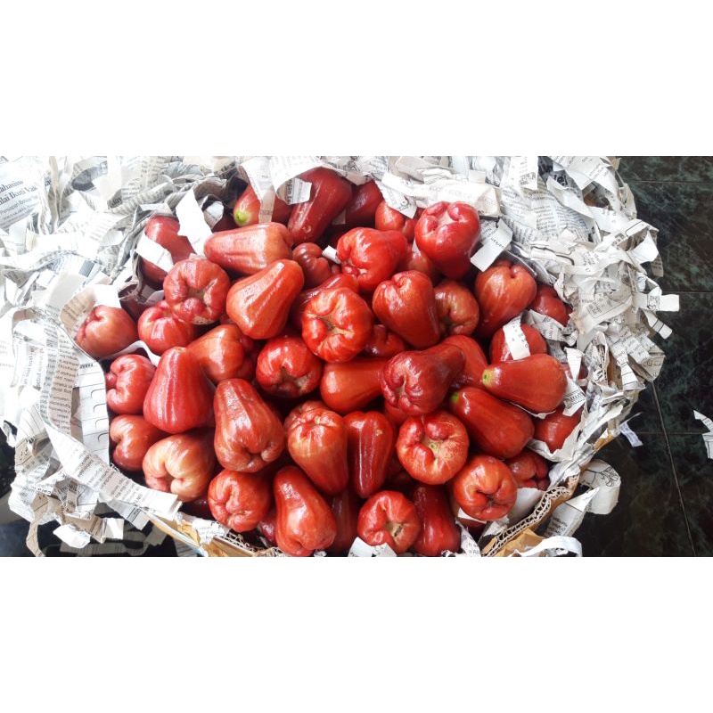 

JAMBU CITRA (1kg)