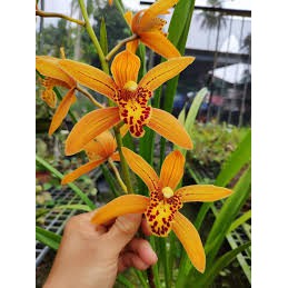 anggrek cymbidium chens ruby