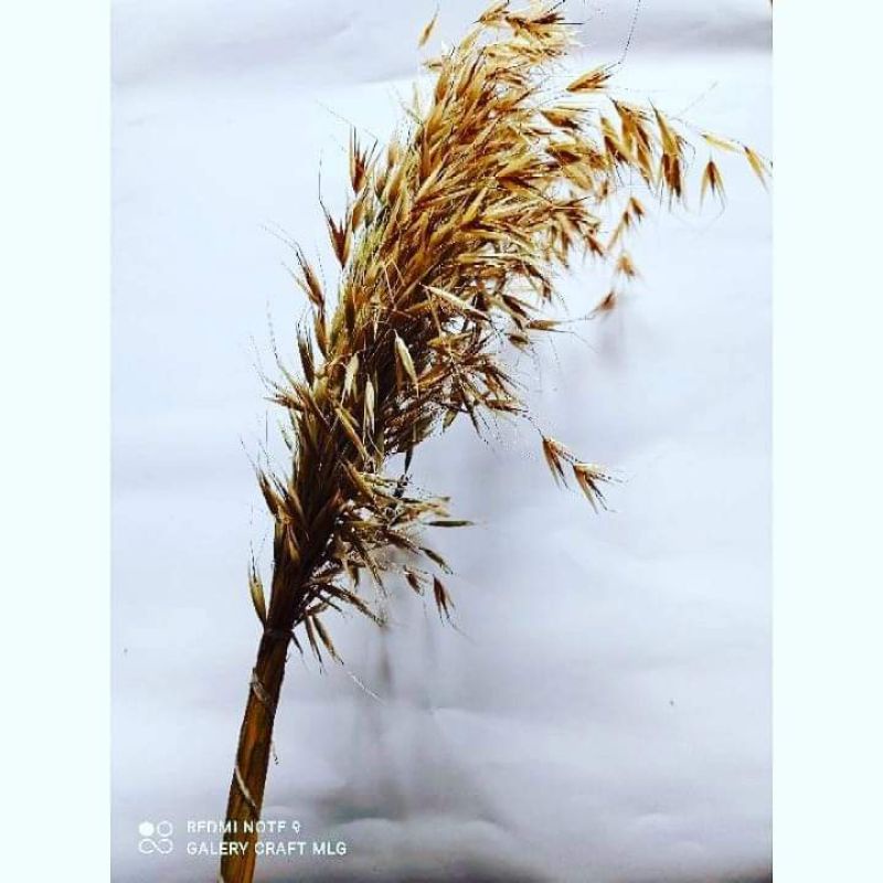 dried_flower padi_padian bunga kering dekorasi rustic