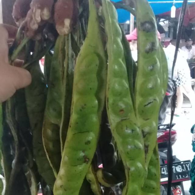 

PETAI