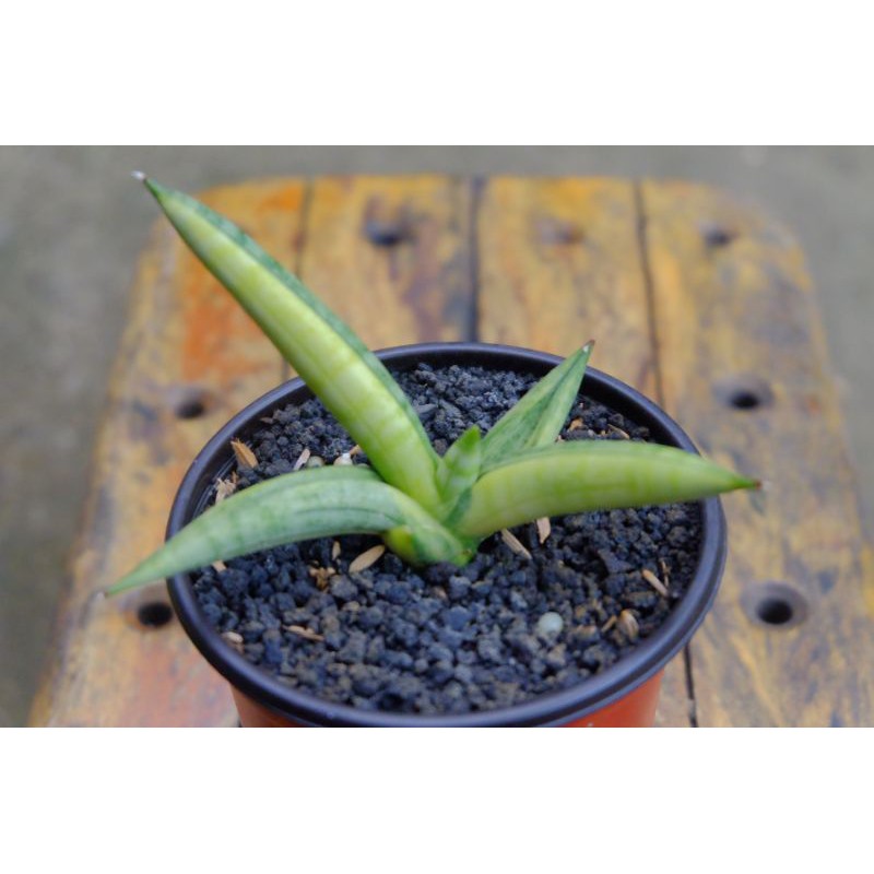 Sansevieria Boncel Variegata