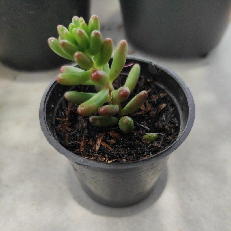 Kaktus Sukulen Jelly Bean