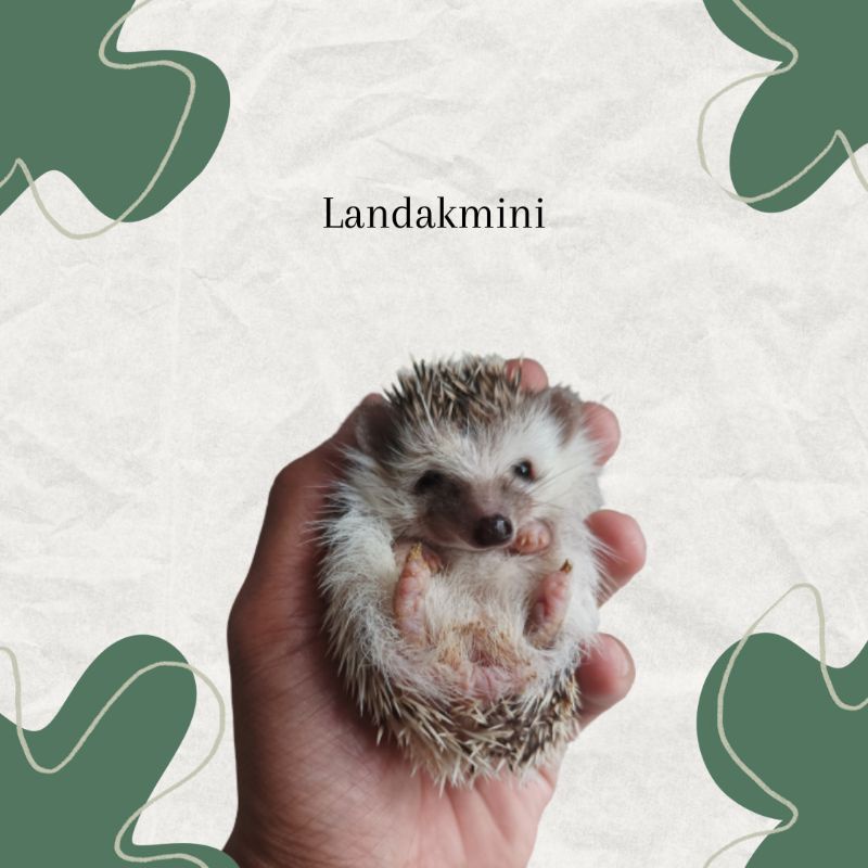 anakan landak mini