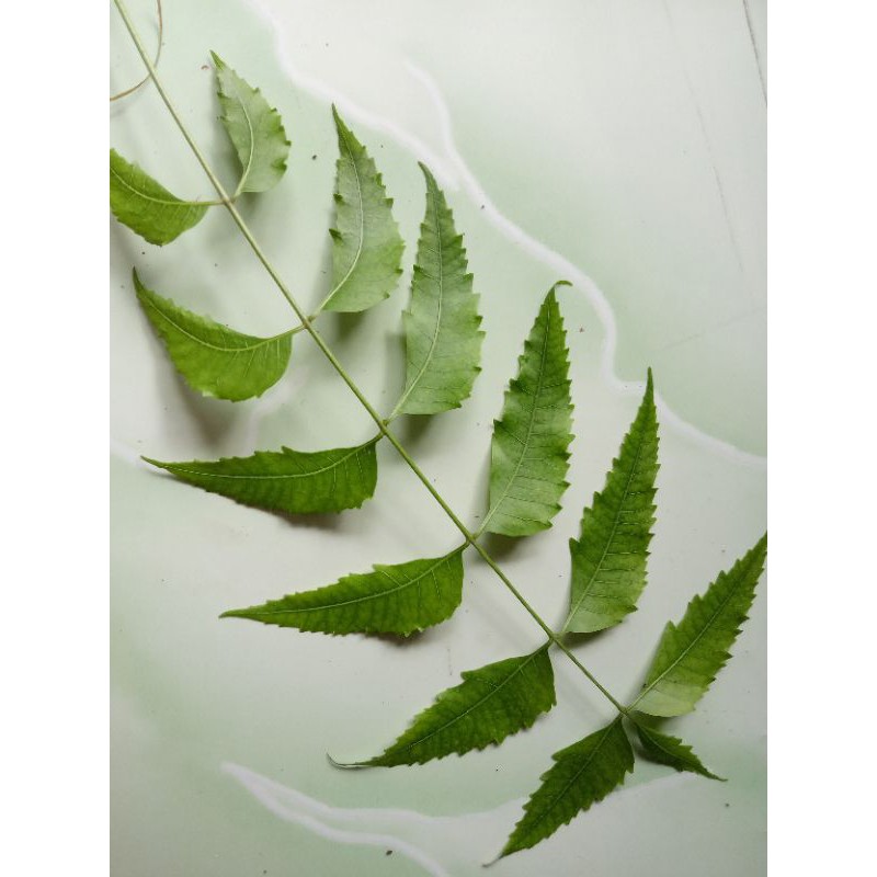 

Daun mimba atau imbo segar