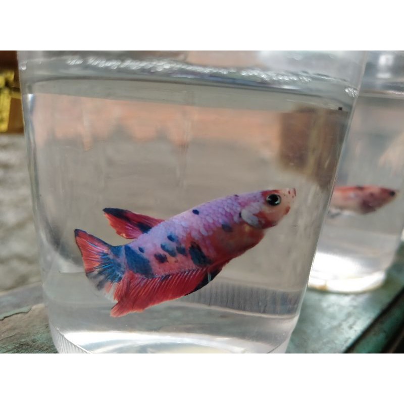 Cupang Plakat Red Koi Vampire