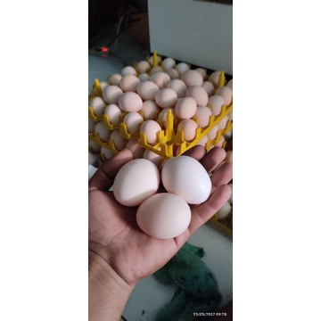 

telur ayam kampung