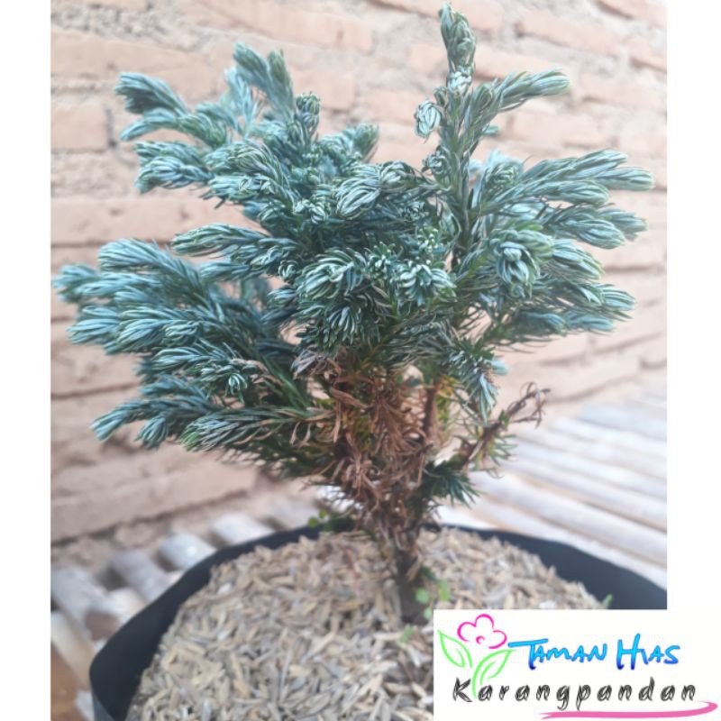 Cemara Perak Tanaman Hias Bahan Bonsai