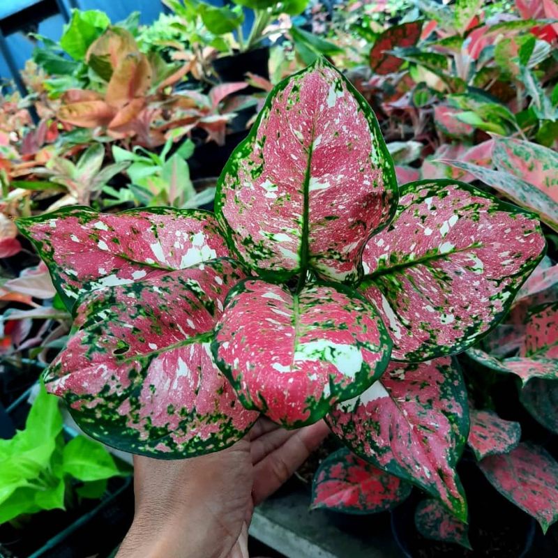 Bisa COD ✅ Aglonema Dud Tricolor / bunga hidup / bibit bunga / bunga hiasan / bunga aglonema / aglon
