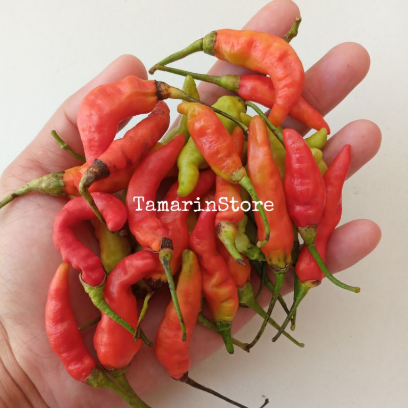 Benih / Bibit / Biji Cabe Rawit Merah Super F1 Cabe Setan Super Pedas - 50 Biji