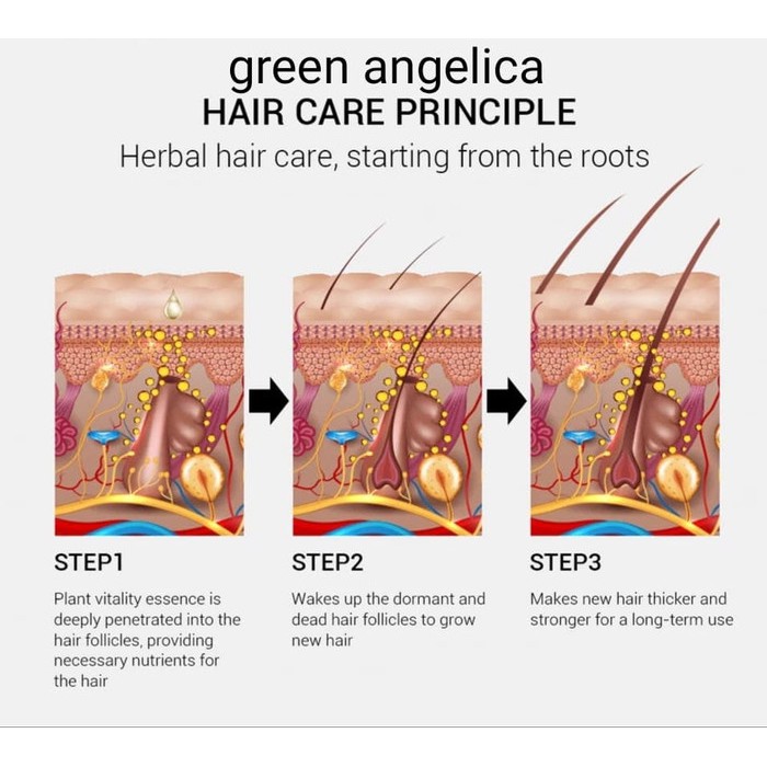 Paket Maksimal Green Angelica Shampoo Tonic Serum Untuk  Rambut Rontok Menipis Botak