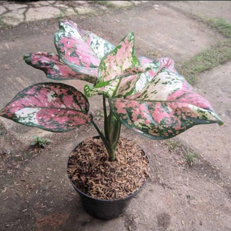 AGLONEMA TRI COLOUR