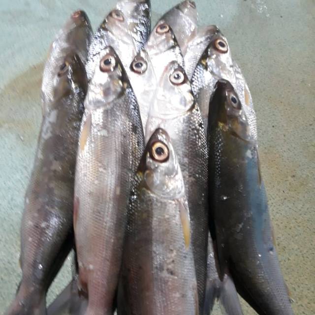 

IKAN BANDENG