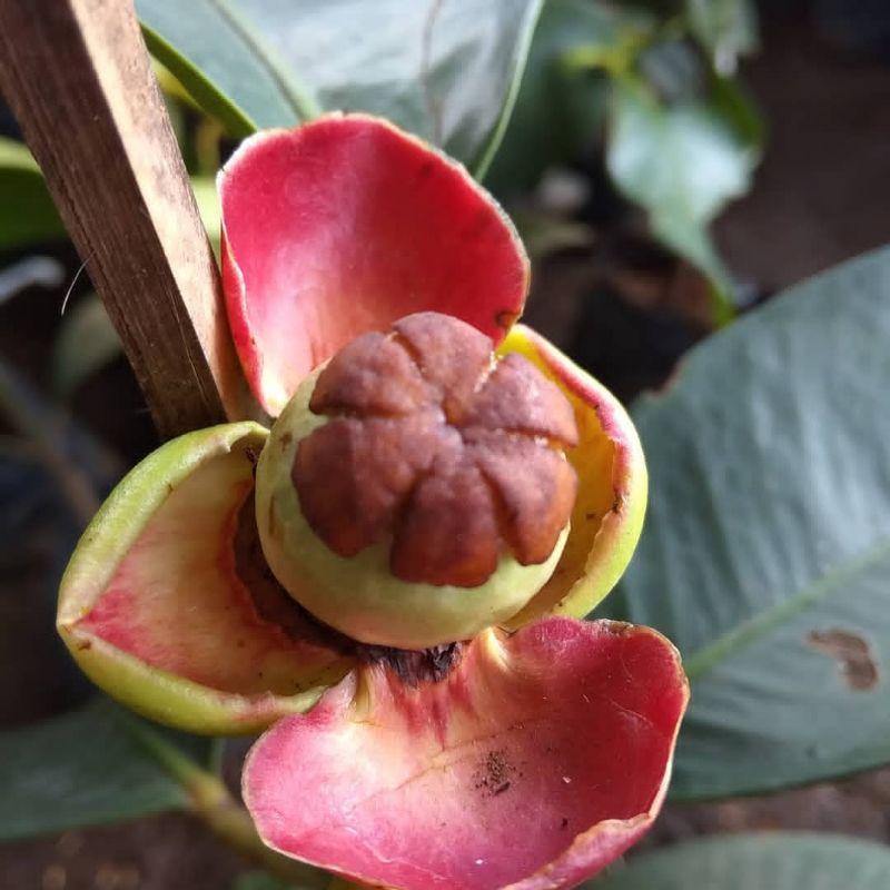 Bibit Manggis Okulasi