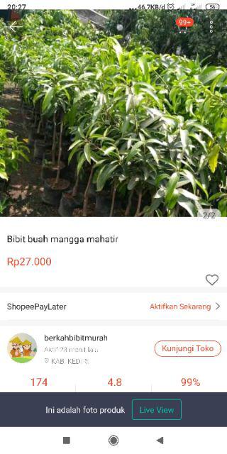 Bibit Buah Mangga Mahatir